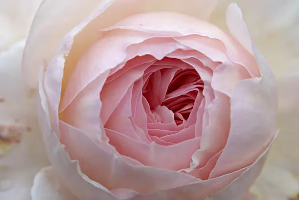 452143 - Rose (Rosa)