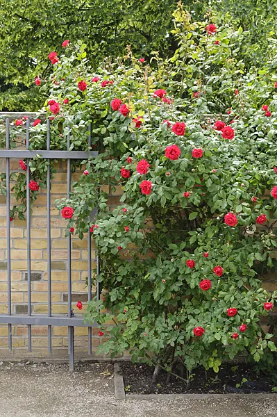 472396 - Rose (Rosa)