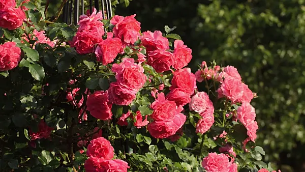 497189 - Rose (Rosa)