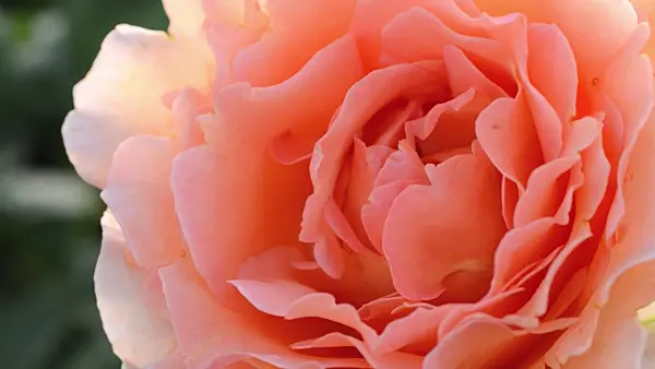 497341 - Rose (Rosa)