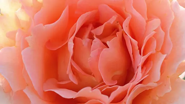 497342 - Rose (Rosa)