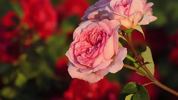 509120 - Rose (Rosa)
