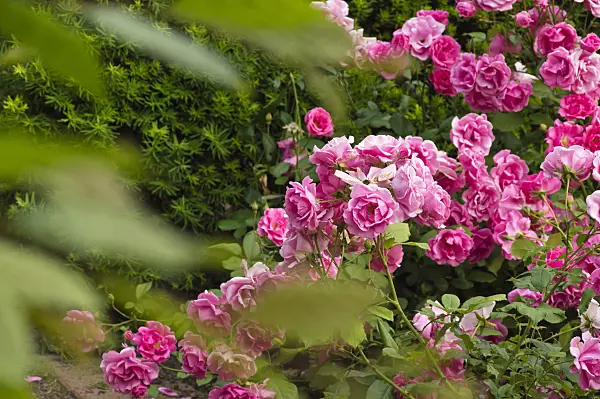 509124 - Rose (Rosa)