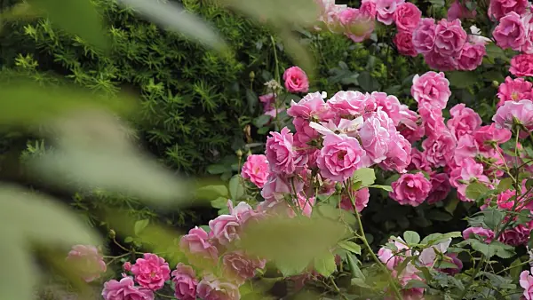 509130 - Rose (Rosa)