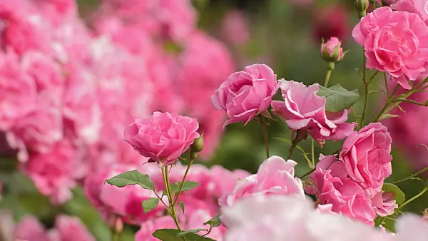 509131 - Rose (Rosa)