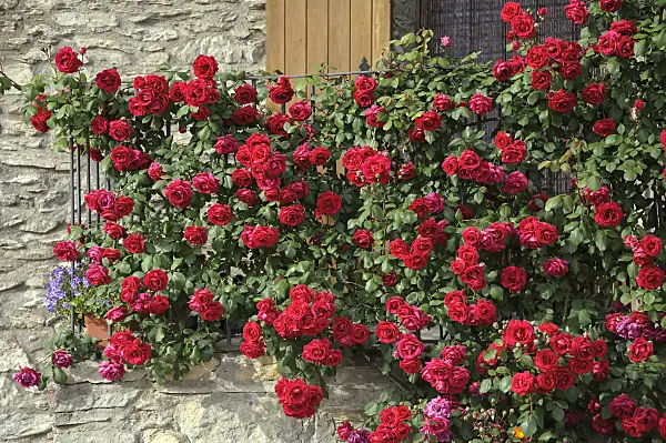517421 - Rose (Rosa)