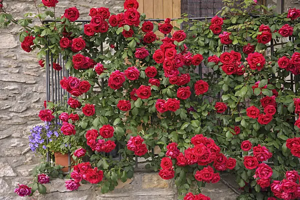 517422 - Rose (Rosa)