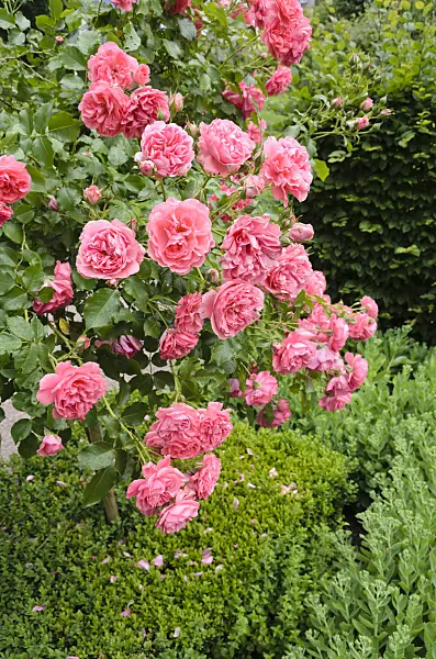 521248 - Rose (Rosa)