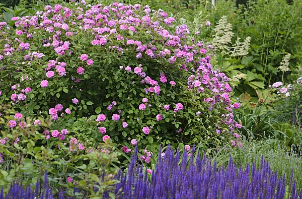 521290 - Rose (Rosa)