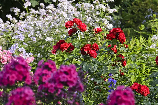 522049 - Rose (Rosa)