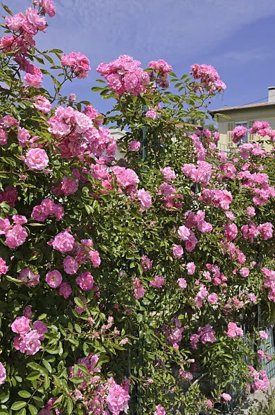 533071 - Rose (Rosa)
