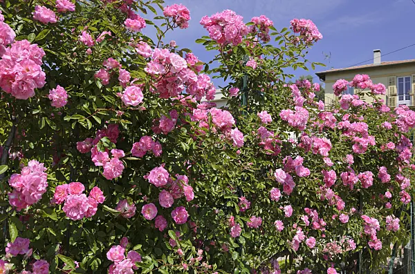 533072 - Rose (Rosa)