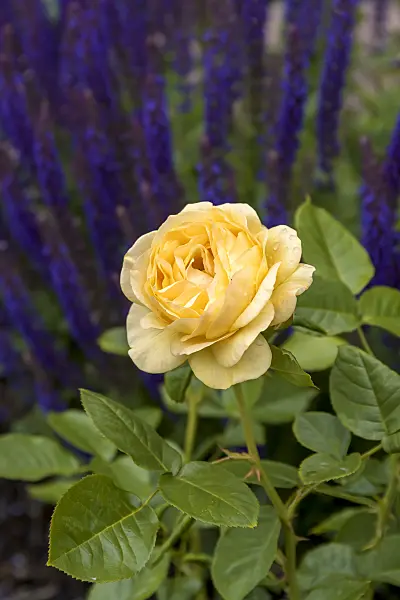 651490 - Rose (Rosa Absolutely Fabulous)