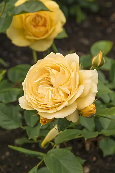 651491 - Rose (Rosa Absolutely Fabulous)