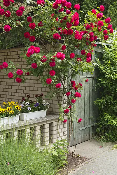 545119 - Rose (Rosa) an einem Schuppen