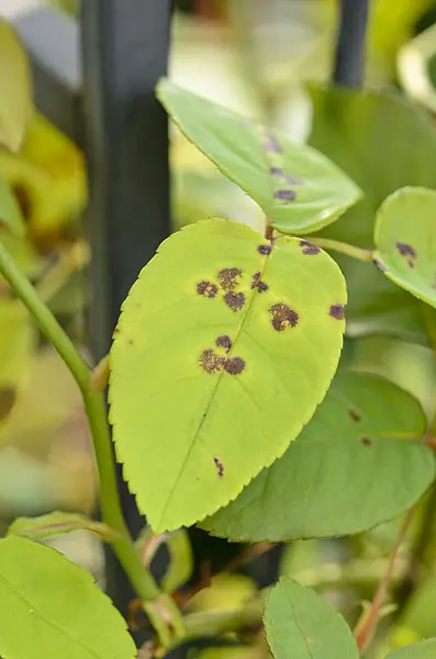 534524 - Rose (Rosa) and black spot disease (Diplocarpon rosae)