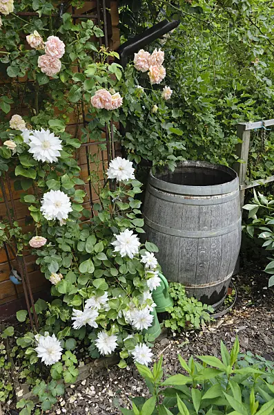 534043 - Rose (Rosa) and clematis (Clematis) at a rain barrel