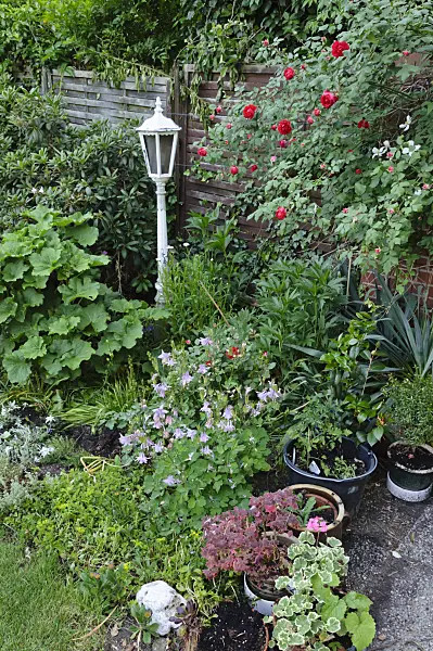 472372 - Rose (Rosa) and columbine (Aquilegia)