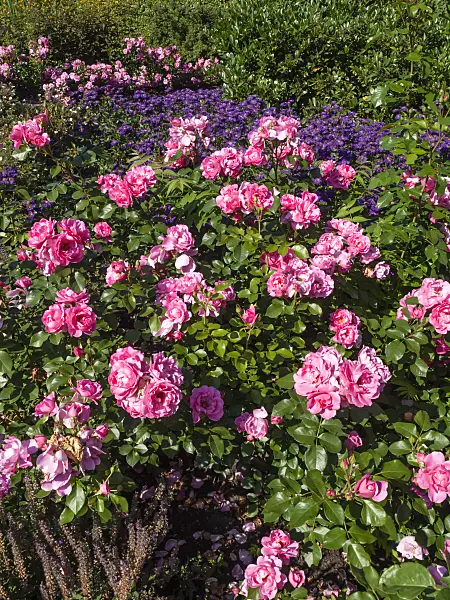 462028 - Rose (Rosa) and fleabane (Erigeron)