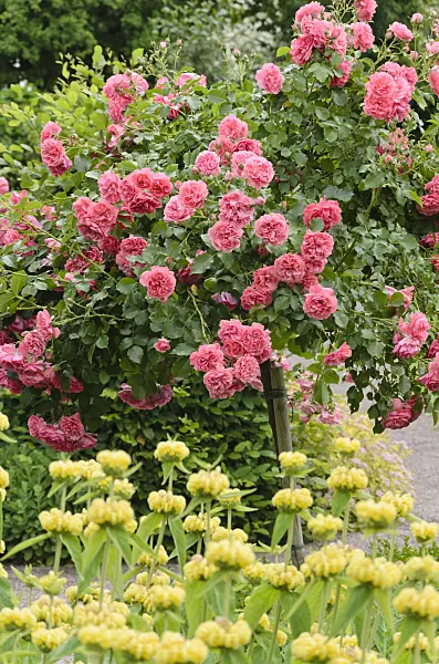 521245 - Rose (Rosa) and Jerusalem sage (Phlomis)