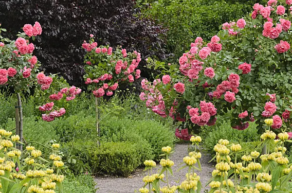 521247 - Rose (Rosa) and Jerusalem sage (Phlomis)