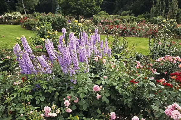 391058 - Rose (Rosa) and larkspur (Delphinium)
