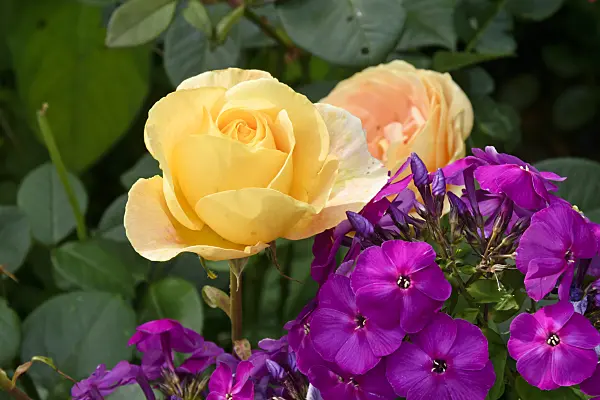559084 - Rose (Rosa) and phlox (Phlox)