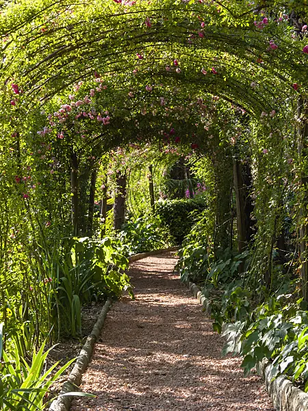 414113 - Rose (Rosa) and roses (Rosa) grazing an idyllic pergola over a gravel path in a garden