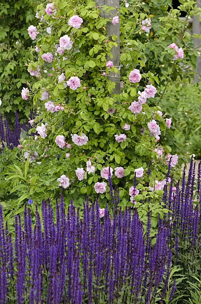 545078 - Rose (Rosa) and sage (Salvia)
