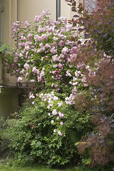545122 - Rose (Rosa) and smoke tree (Cotinus)