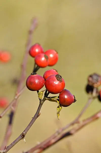 478009 - Rose (Rosa arnoldii)