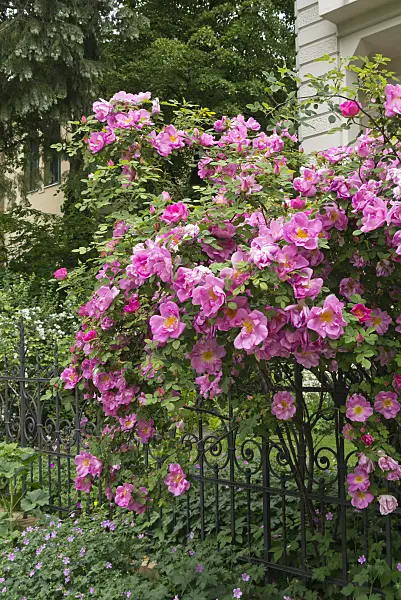 544185 - Rose (Rosa) at a garden fence