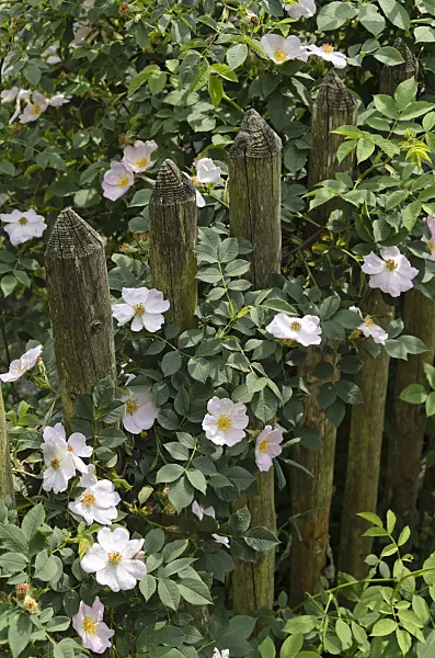 496400 - Rose (Rosa) at a wooden fence
