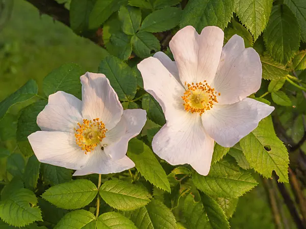 401270 - Rose (Rosa balsamica)
