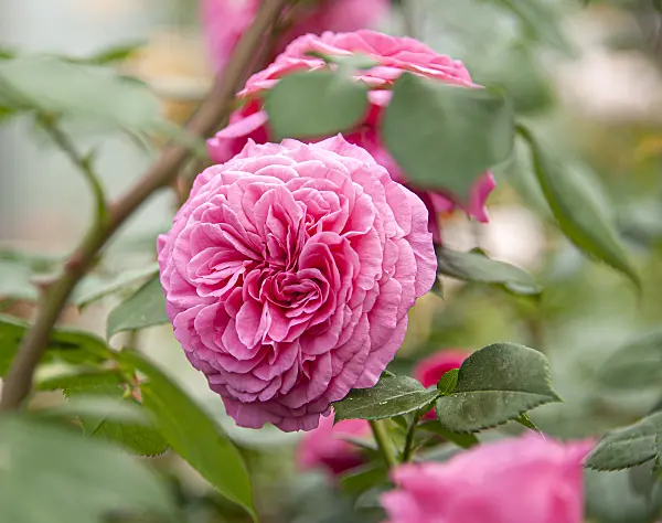 616337 - Rose (Rosa Baronesse)