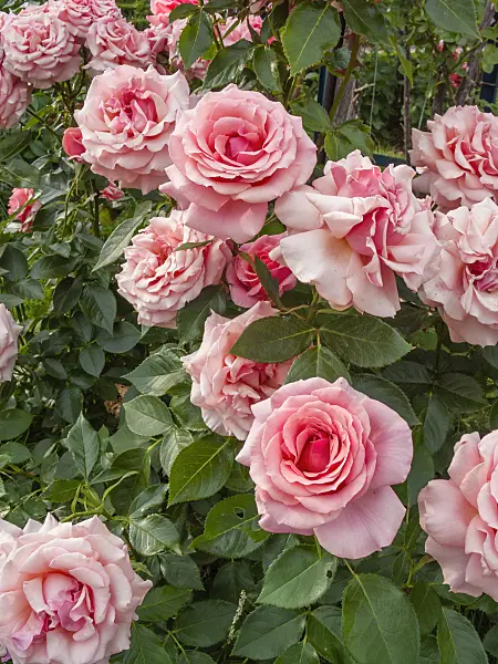 402218 - Rose (Rosa Berkley)