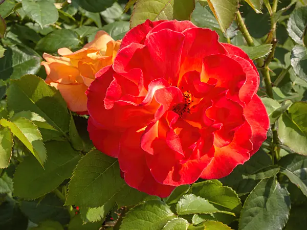 402073 - Rose (Rosa Bernadette Chirac)