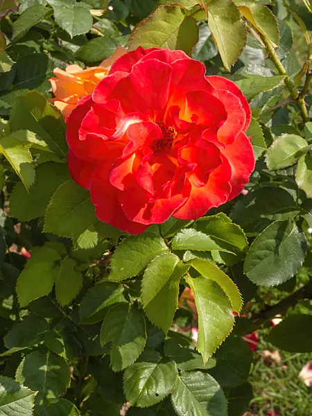 402074 - Rose (Rosa Bernadette Chirac)