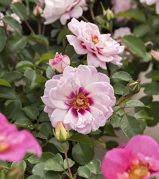 651492 - Rose (Rosa Bright Eyes)
