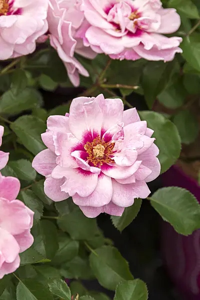 651493 - Rose (Rosa Bright Eyes)