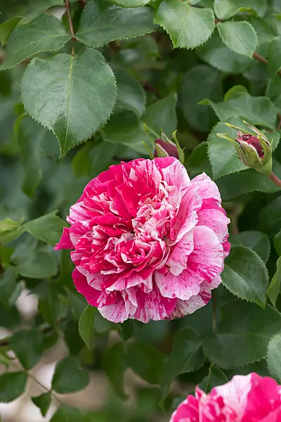 664396 - Rose (Rosa Colibri)