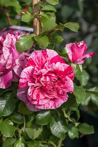 664397 - Rose (Rosa Colibri Farbfestival)