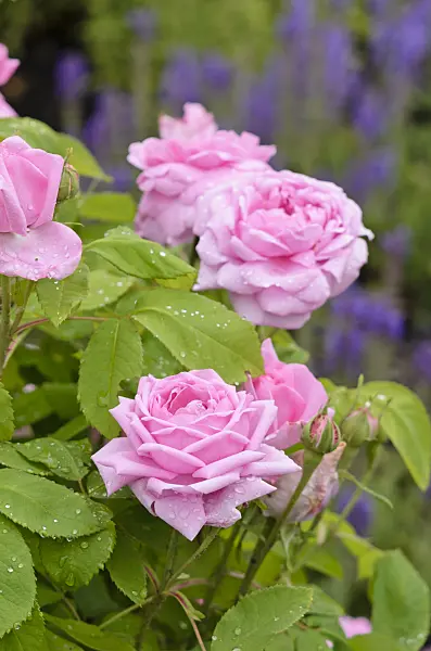 521259 - Rose (Rosa Comte de Chambord)