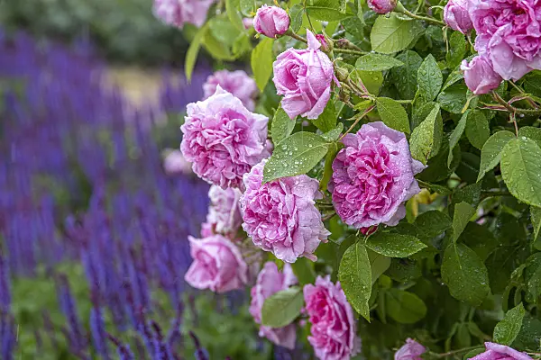 616333 - Rose (Rosa Comte de Chambord)