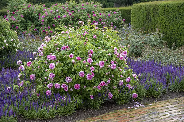 616334 - Rose (Rosa Comte de Chambord)