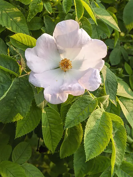 401267 - Rose (Rosa corymbifera)