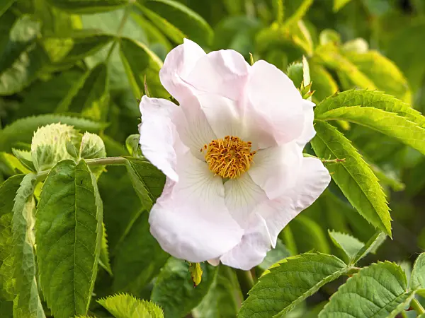 438158 - Rose (Rosa corymbifera)