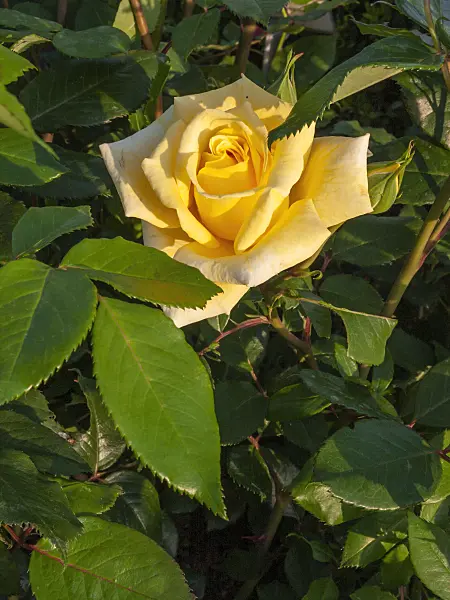 402033 - Rose (Rosa Cuvinia)