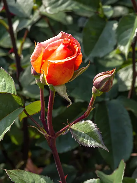 461003 - Rose (Rosa Doris Tystermann)
