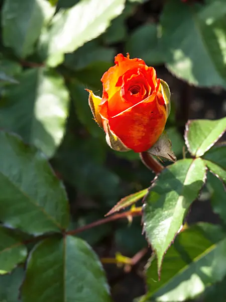 461004 - Rose (Rosa Doris Tystermann)
